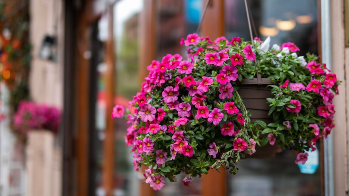 3 Ways to Extend Your Spring Hanging Basket Display Hanging basket filled with pink blooms