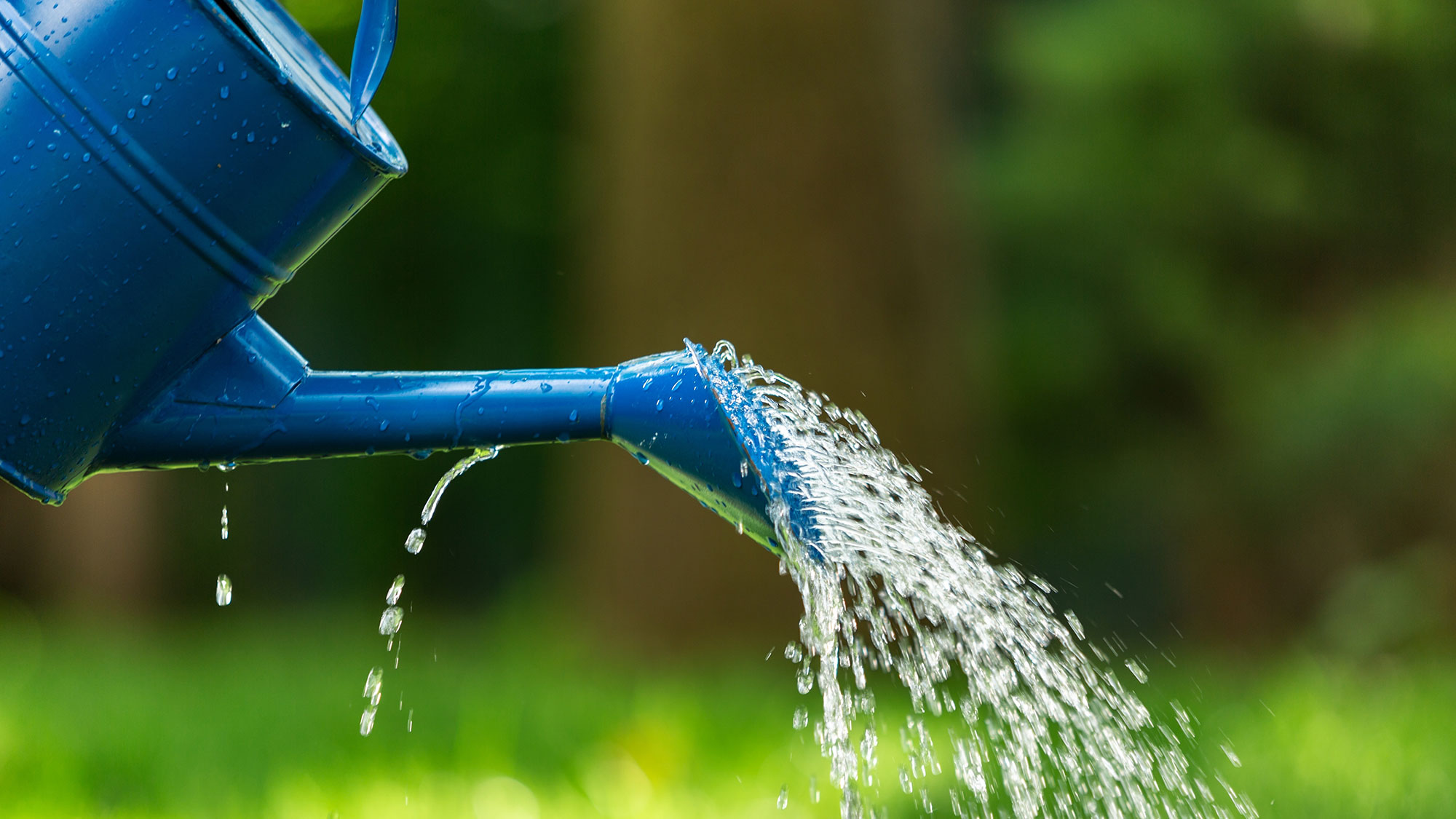 Blue watring can being used to water lawn