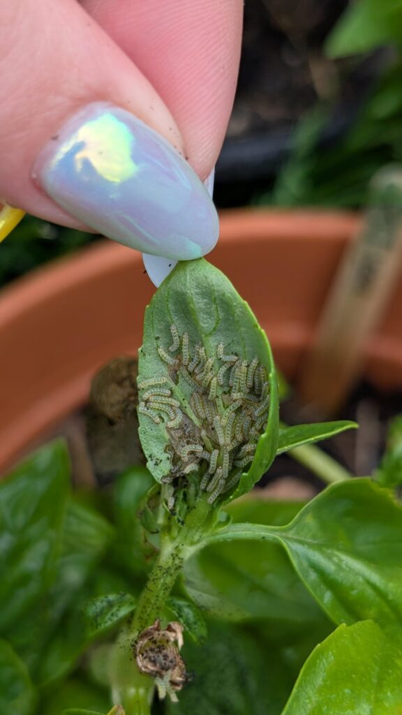 What are these bugs on my basil 😫