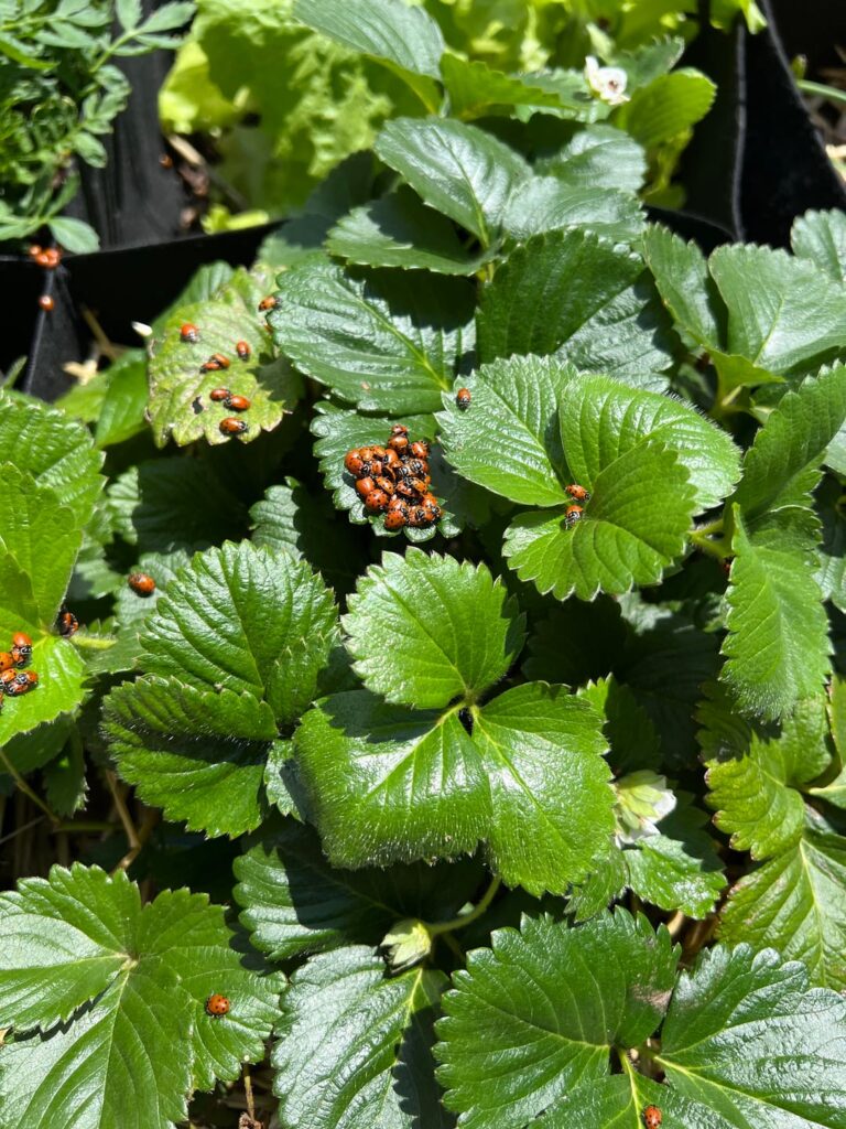 What is happening on my strawberry plant? What is happening on my strawberry plant?