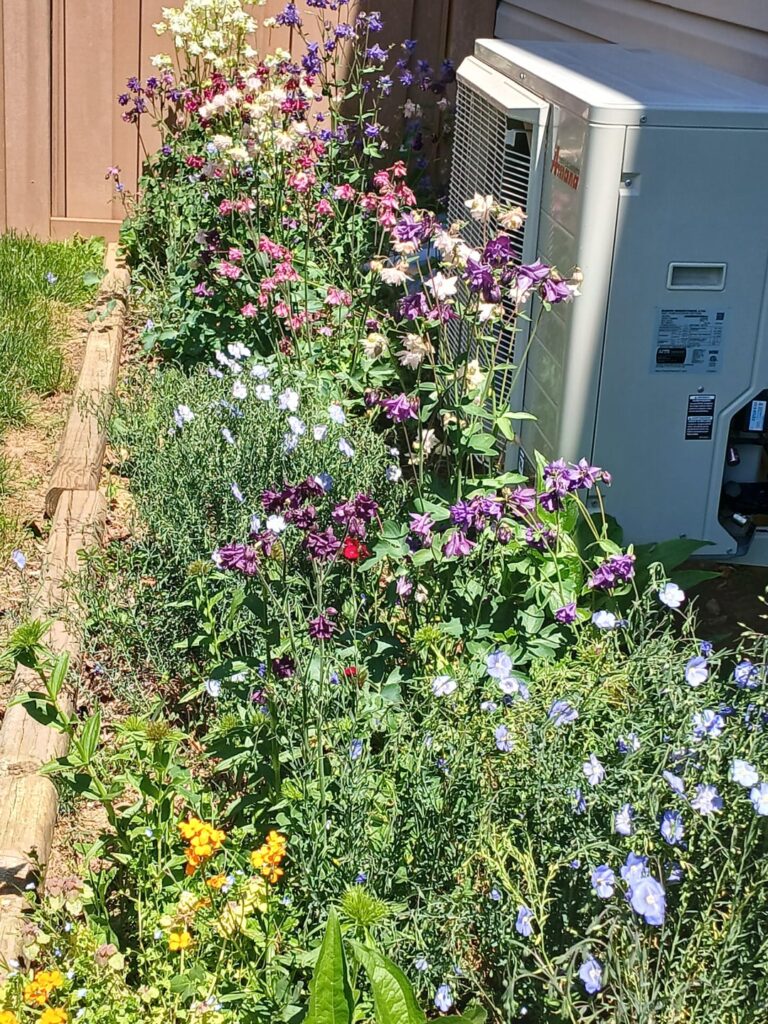 Wildflower mix year 2