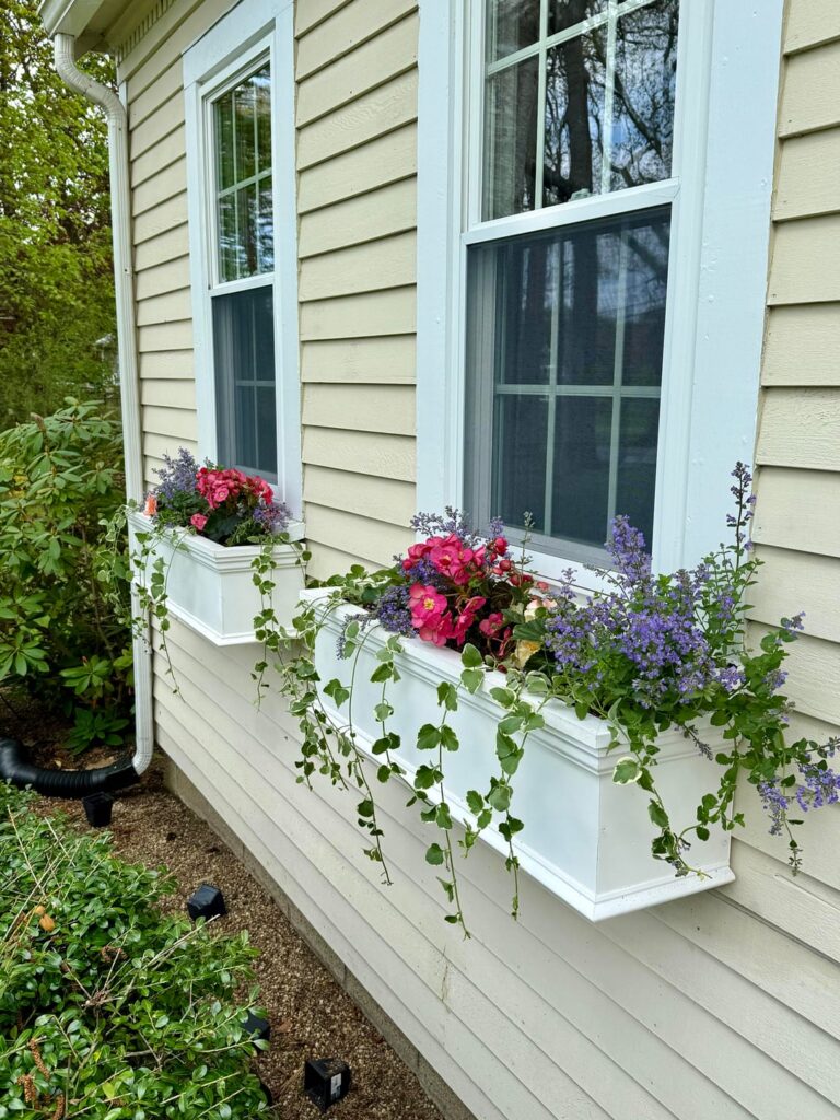 Window Boxes!