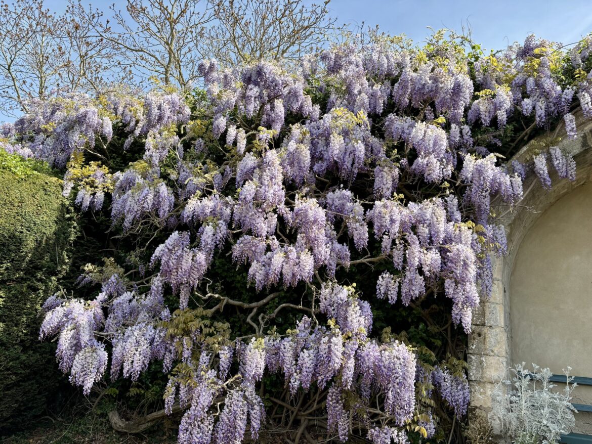 What’s new in the Bishop’s garden? What’s new in the Bishop’s garden?