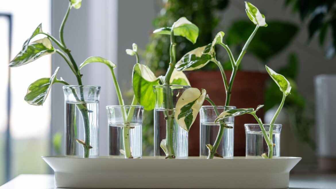 IKEA’s Propagation Set Will Transform Your Houseplant Setup White tray with five different-sized glass tubes filled with plant cuttings