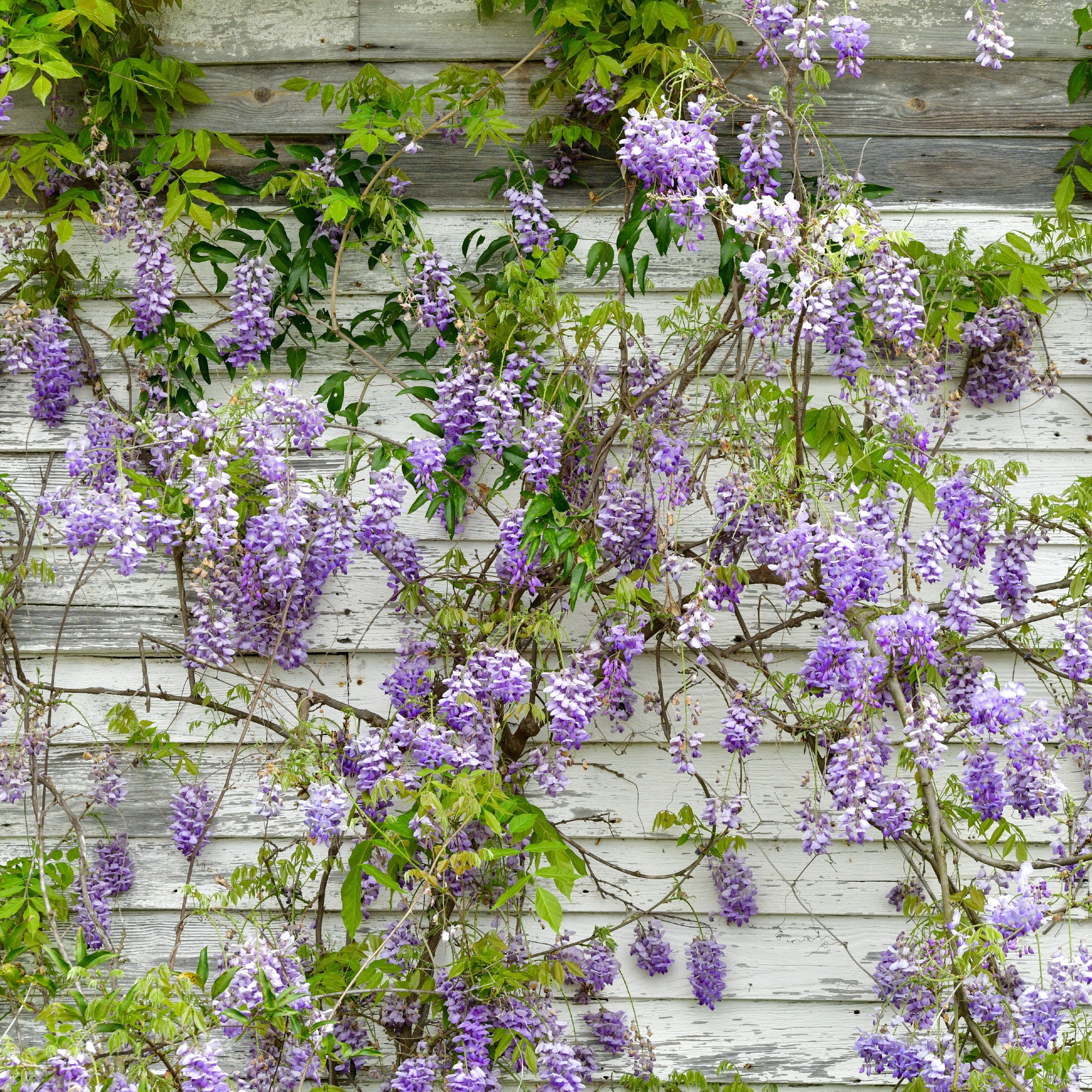 Wisteria climbing on a garden wall