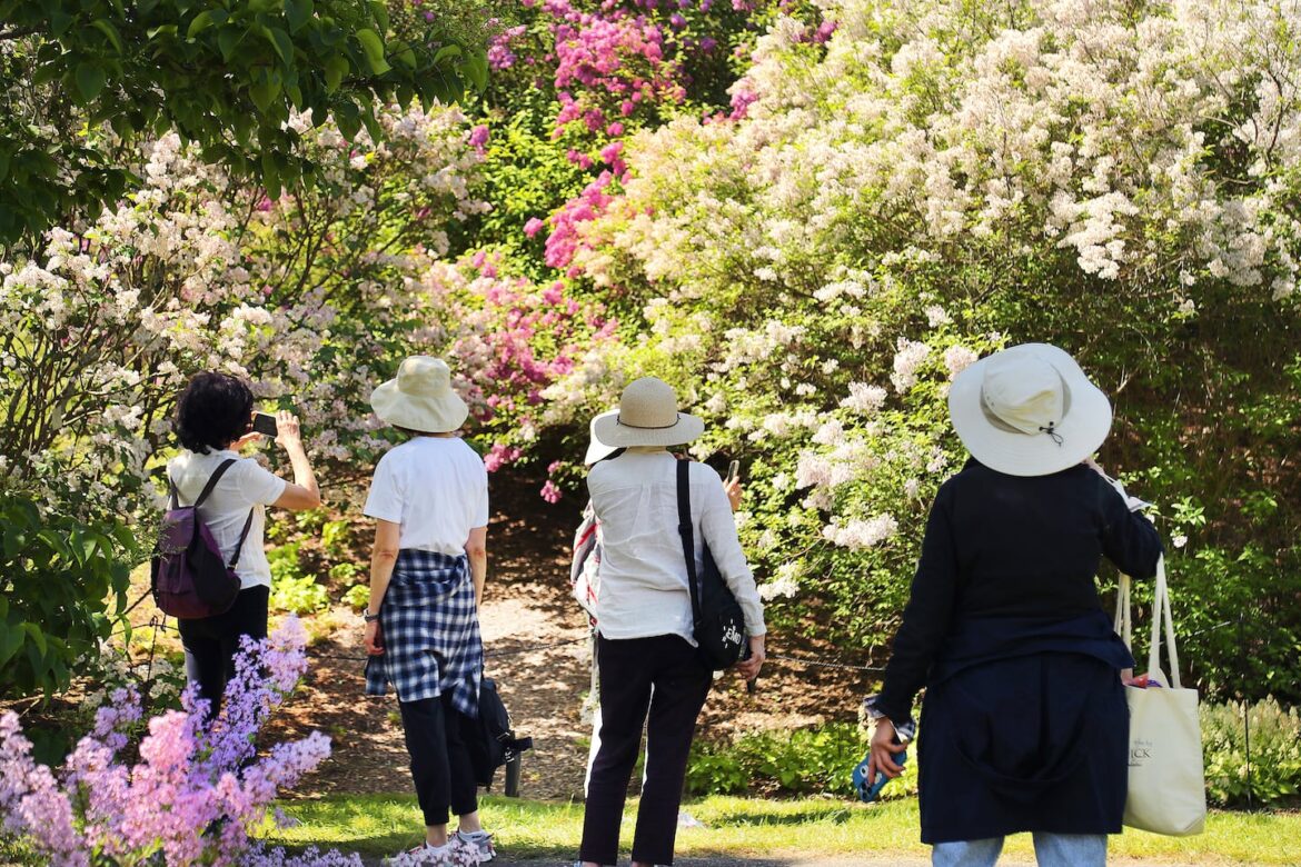 Mother’s Day events at Greater Boston’s public gardens Visitors flock to see and smell the over 400 lilac plants in full bloom at the Arnold Arboretum.