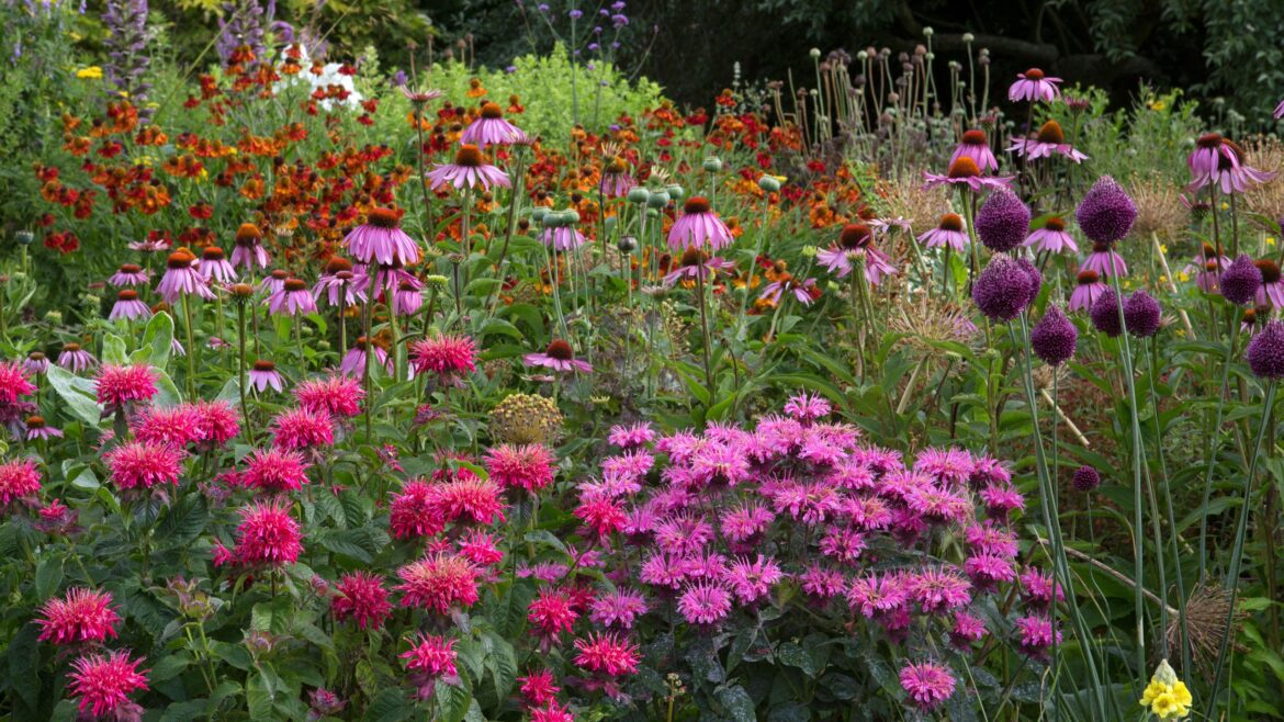 What To Plant Now For A Garden That Peaks In August