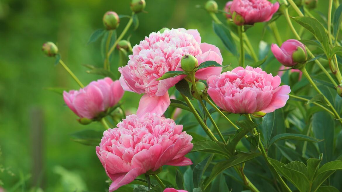 What To Do With Peonies In May For Spectacular Blooms pink peony flowers