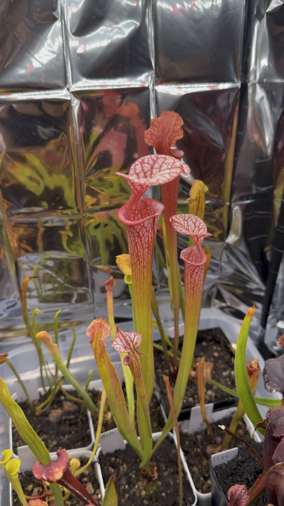 4 Month Old Adrian Slack Back Rhizome Cutting.