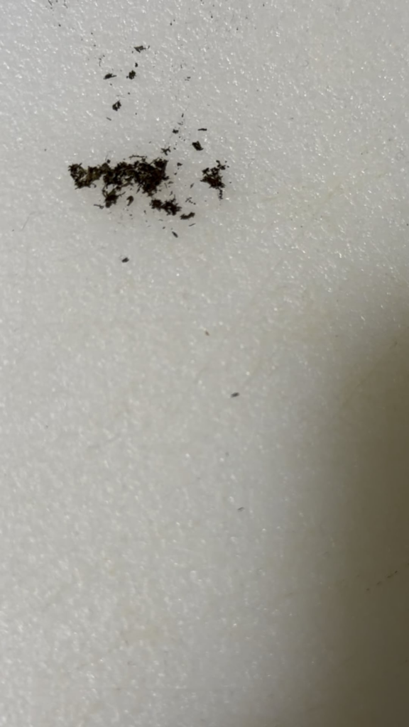 HELP little brown bugs crawling around in soil HELP little brown bugs crawling around in soil