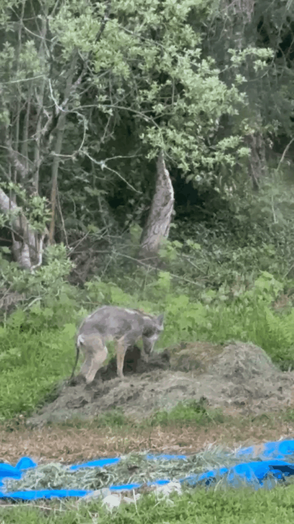 A coyote decided my pile of grass clipping would make a good mid morning nap spot