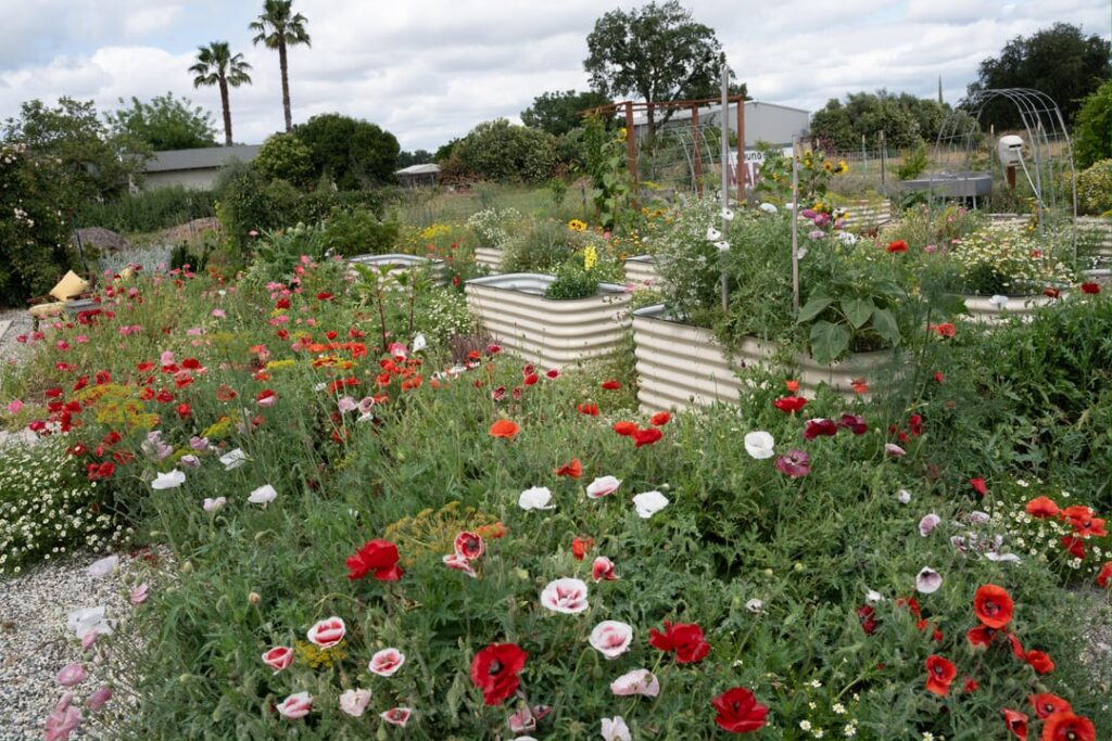 Year 4 of chaos gardening