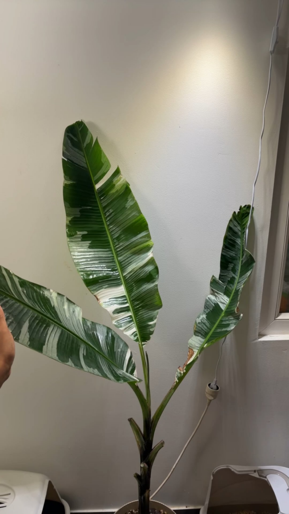 Is my musa Florida ok ?