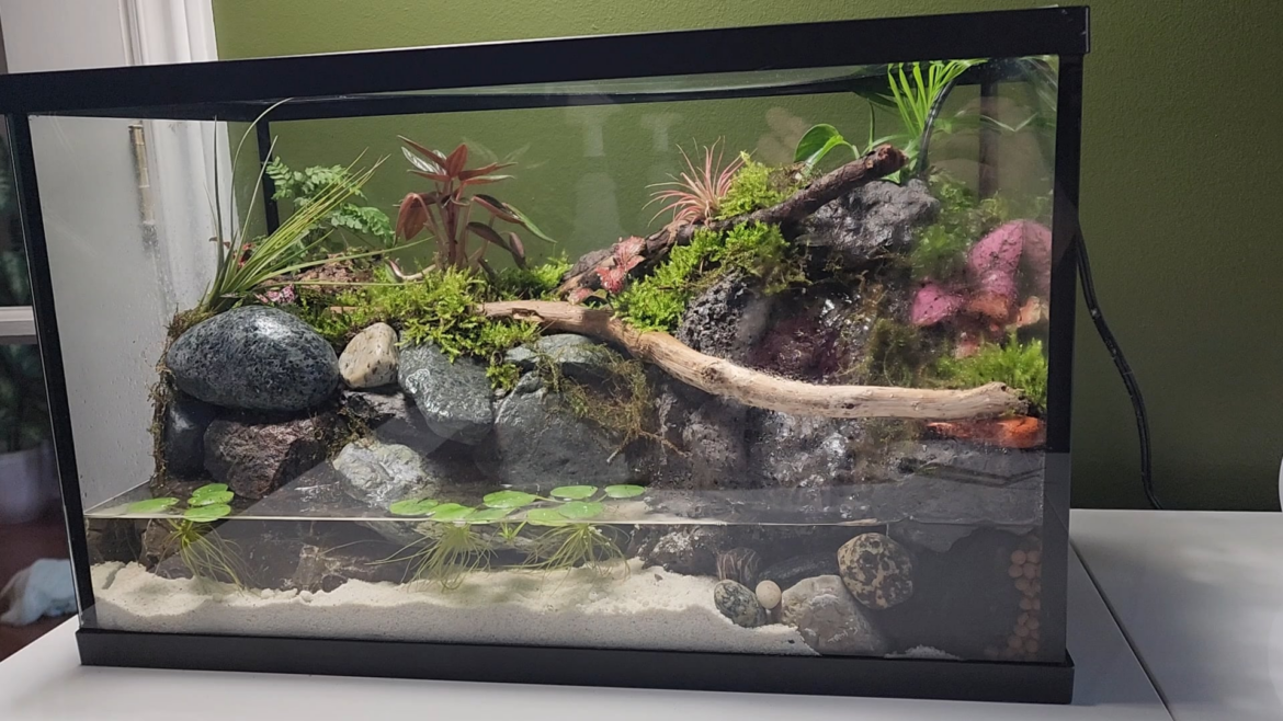 Is my 10 gallon paludarium (intended for vampire crabs later) suitable for 2-3 fire belly toad froglets temporarily?