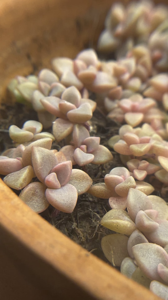 Graptopetalum