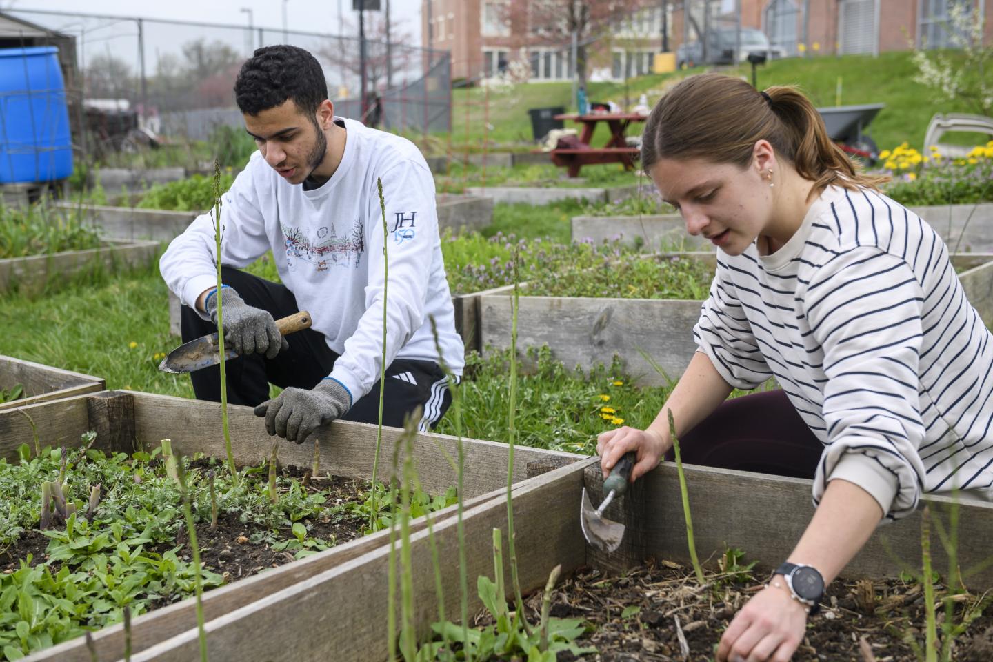 Two gardeners holding spades crouch down to tend to garden plots.