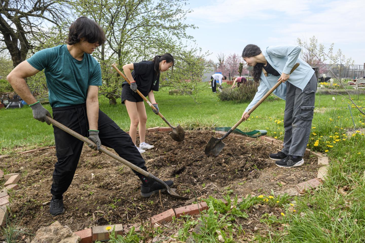 Three gardeners shovel a garden plot.