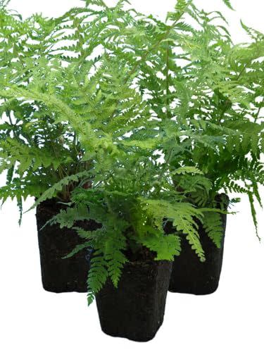 Shield Fern X 3 – Hardy Evergreen Ferns for Shade – Outdoor Plants for Borders, Woodland Gardens, Patios – Uk Grown- 1l Rootball Ready to Plant- Pot Not Included - Supplied With Peat Free Compost