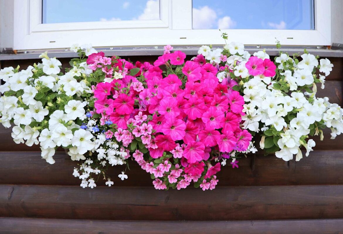 7 Flowers That Thrive in Window Boxes and Bloom All Season Long 7 Flowers That Thrive in Window Boxes and Bloom All Season Long