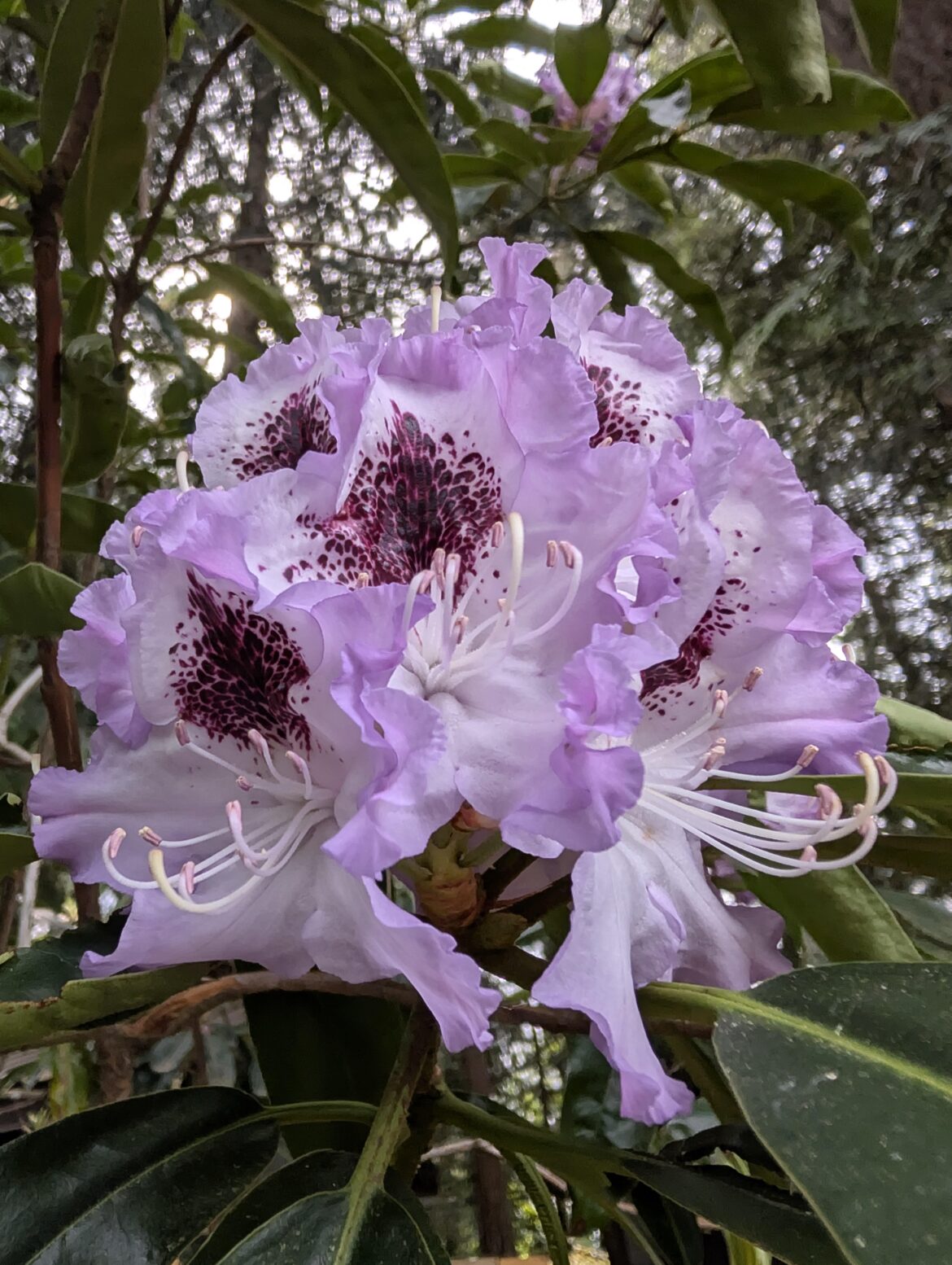 Rhododendron 4