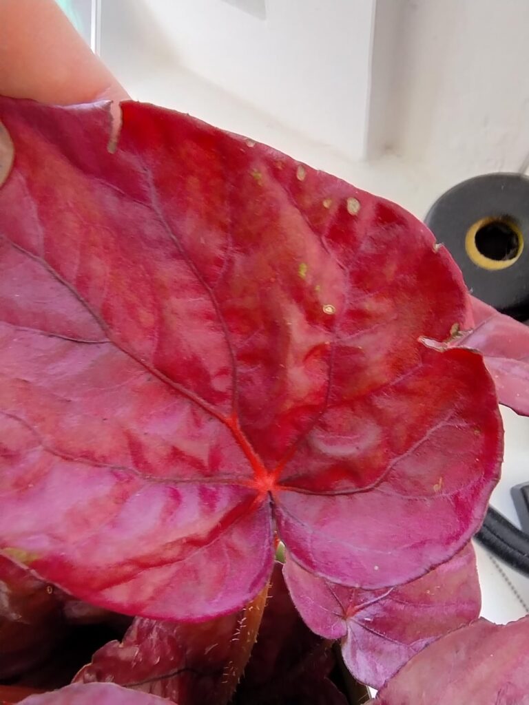 Begonia Inca Flame damage?