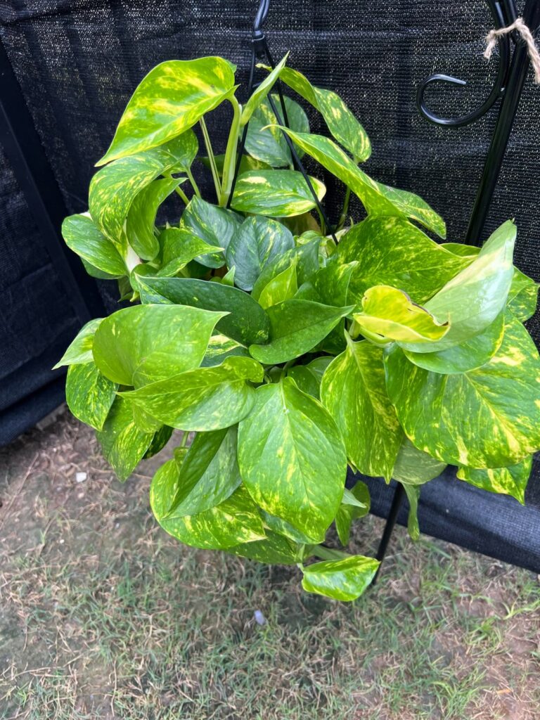 mostly thriving outside. mostly thriving outside.