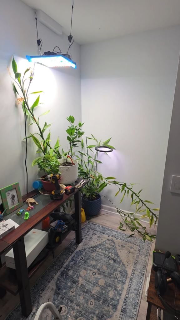 I’ve created a mess – Lucky bamboo etiolated stems I've created a mess - Lucky bamboo etiolated stems