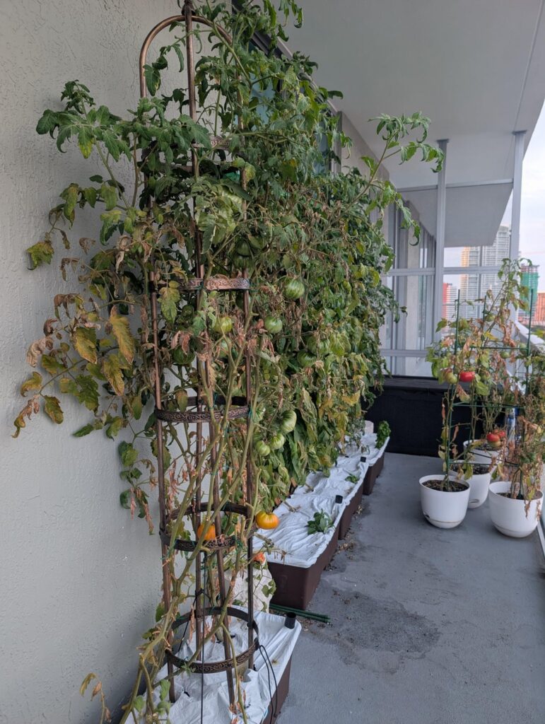 Does anyone know what’s happening with my tomatoes? Does anyone know what's happening with my tomatoes?