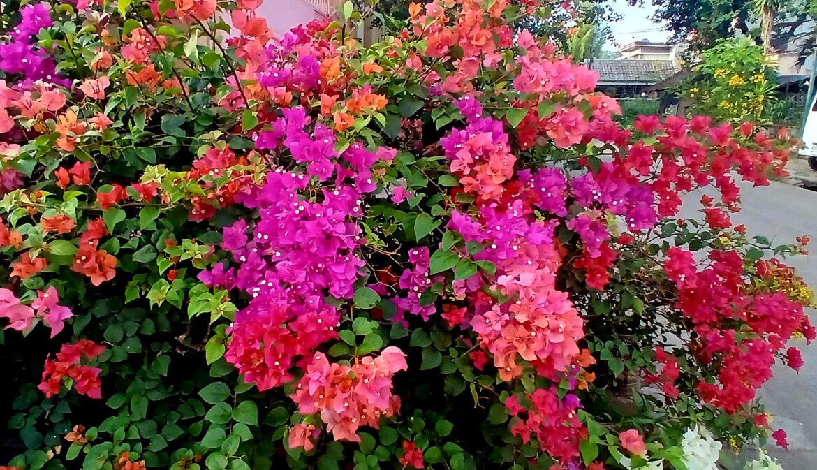 [OC] Bougainvillea