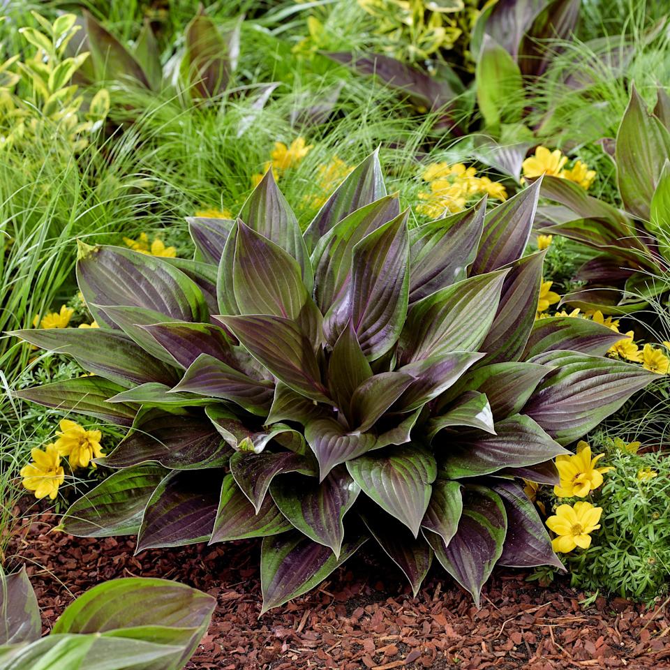 Hosta red ninja