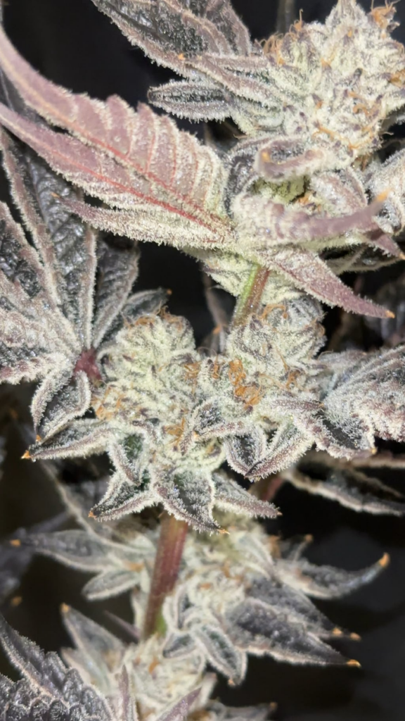 Exotix Genetics Poppin‘ Fresh