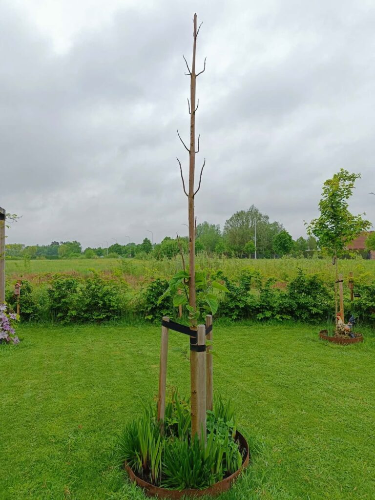 Paulownia tomentosa (princess tree) only getting leaves on lower braches Paulownia tomentosa (princess tree) only getting leaves on lower braches