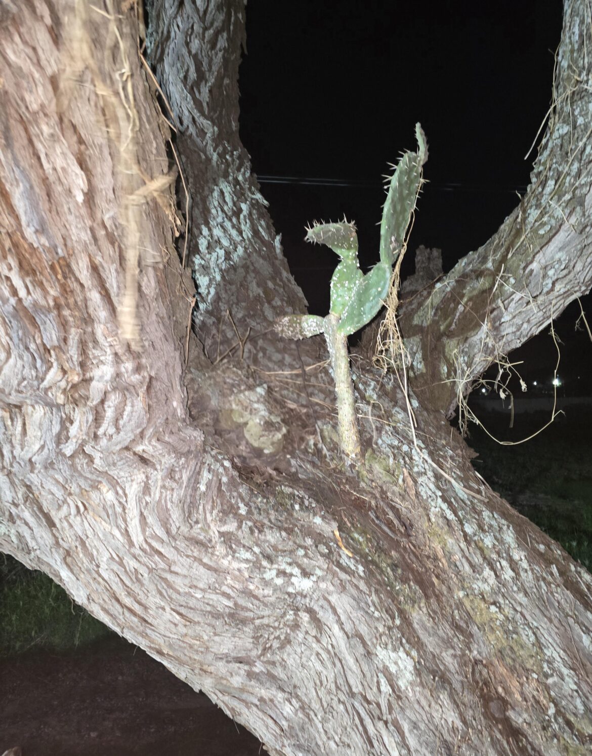 Prickly pear growing out of mezquite tree