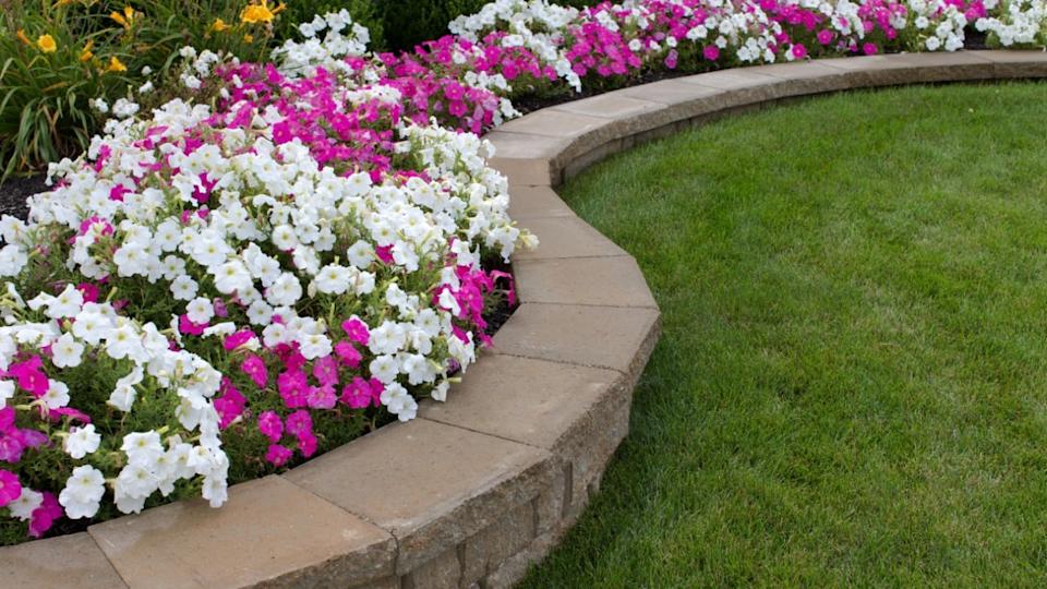 Pink and White petunias on the flower bed along with the grass