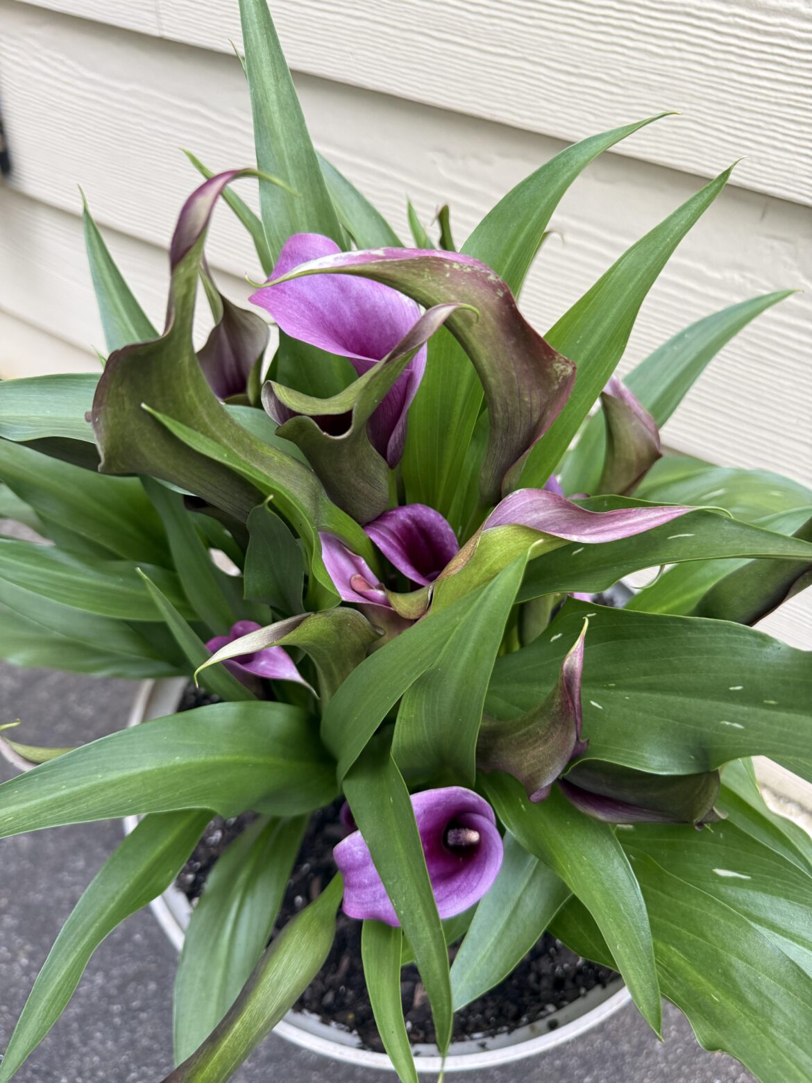 outdoor calla lilies from lowe’s