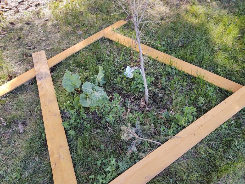 Restoring a dwarf “Berry Tree guild” Restoring a dwarf "Berry Tree guild"
