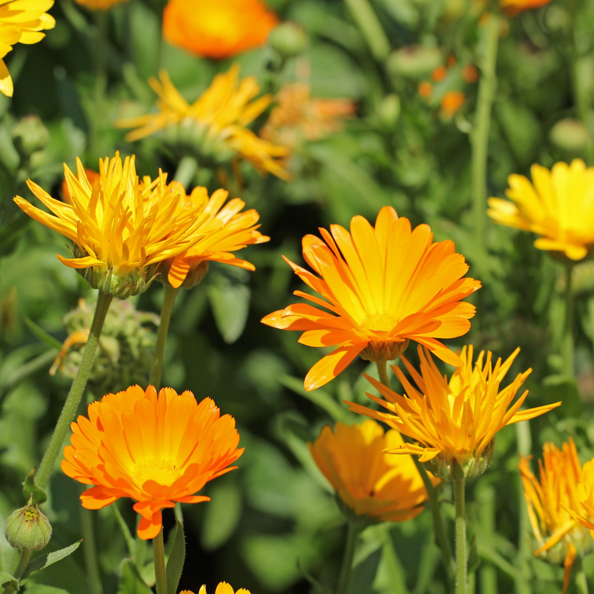 Beautiful orange calendula officinalis on stem