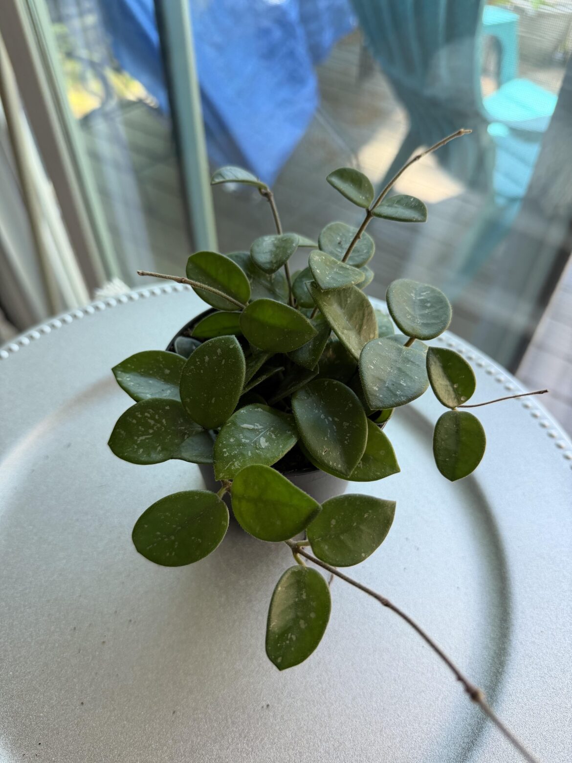 First Hoya First Hoya