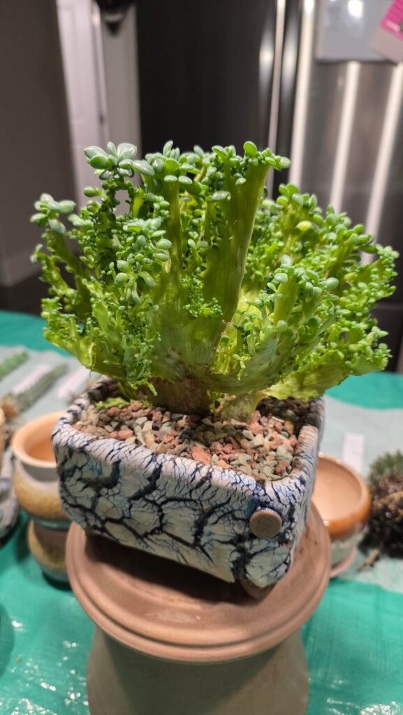 Crested something(?) - 2 years and going strong!