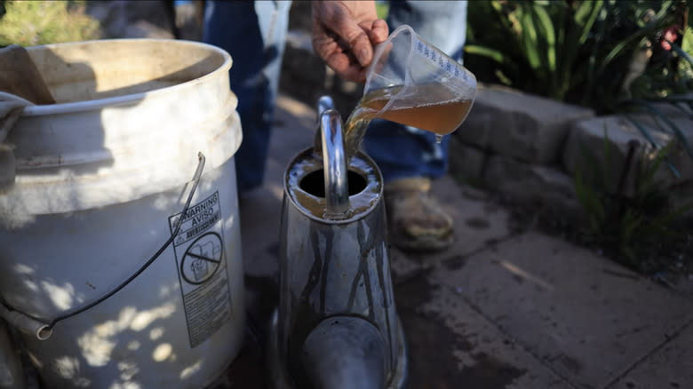 Pouring compost tea into watering can