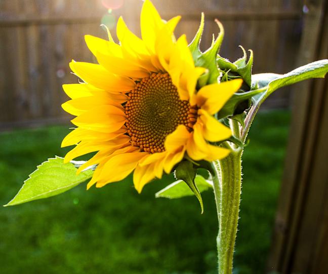 yellow sunflower