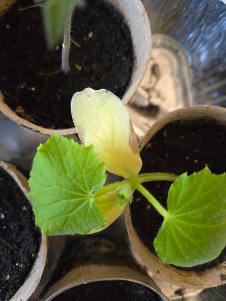 Cucumber start help (cucamelons and lemon cukes) Cucumber start help (cucamelons and lemon cukes)