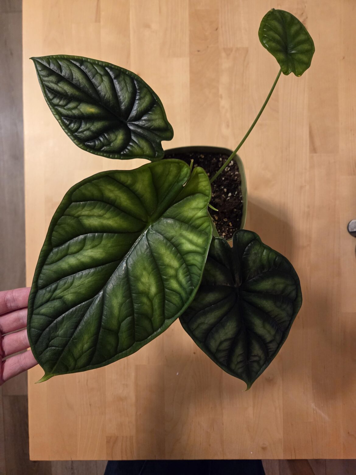 Crazy progression of leaf size