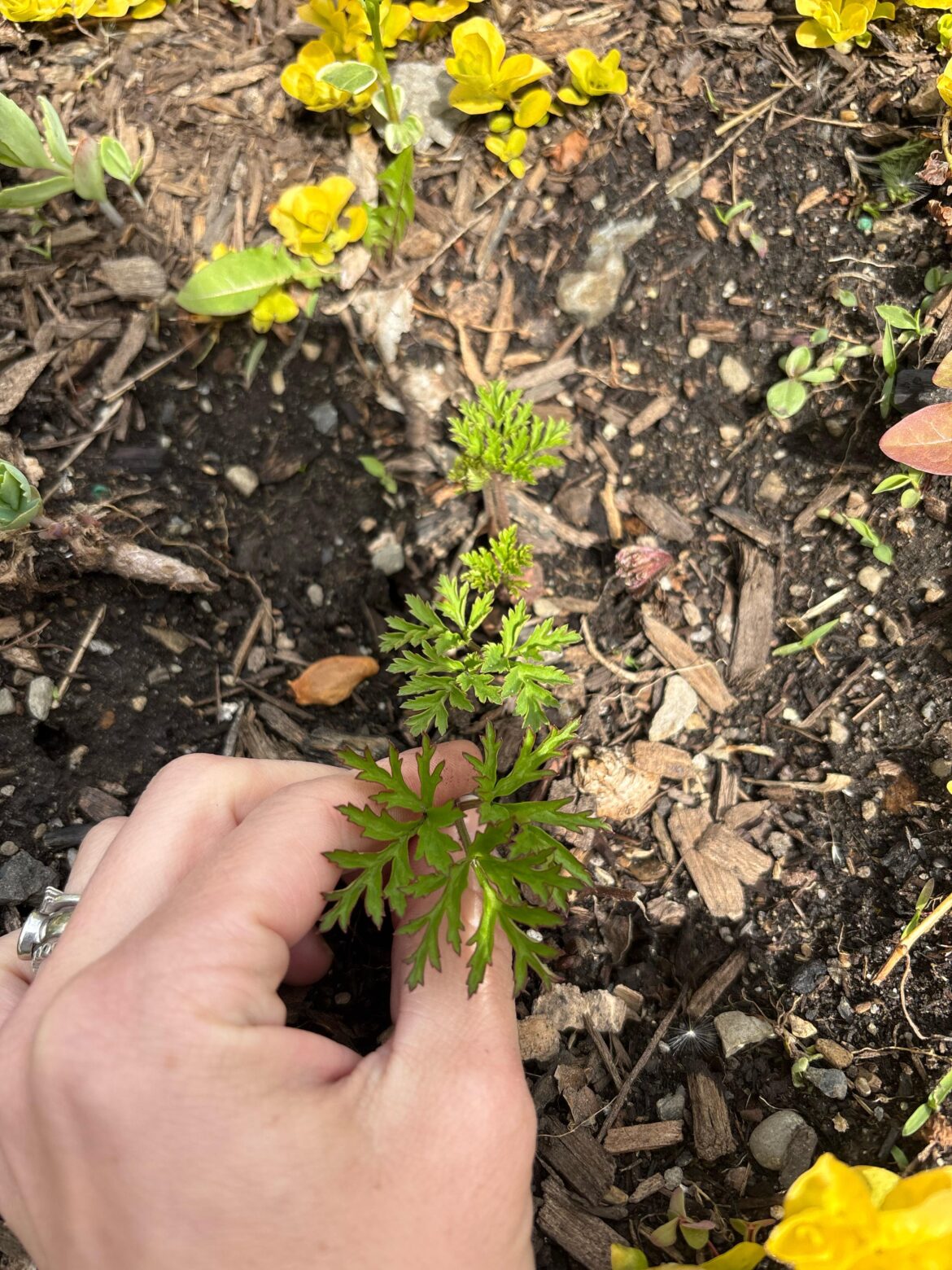 What is this that popped up all over my garden? Ragweed? Hogweed?