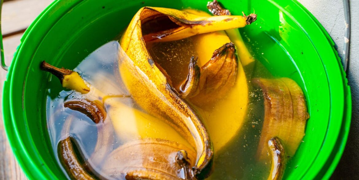 Plant Experts Explain the Banana Water Hack Plant Experts Explain the Banana Water Hack