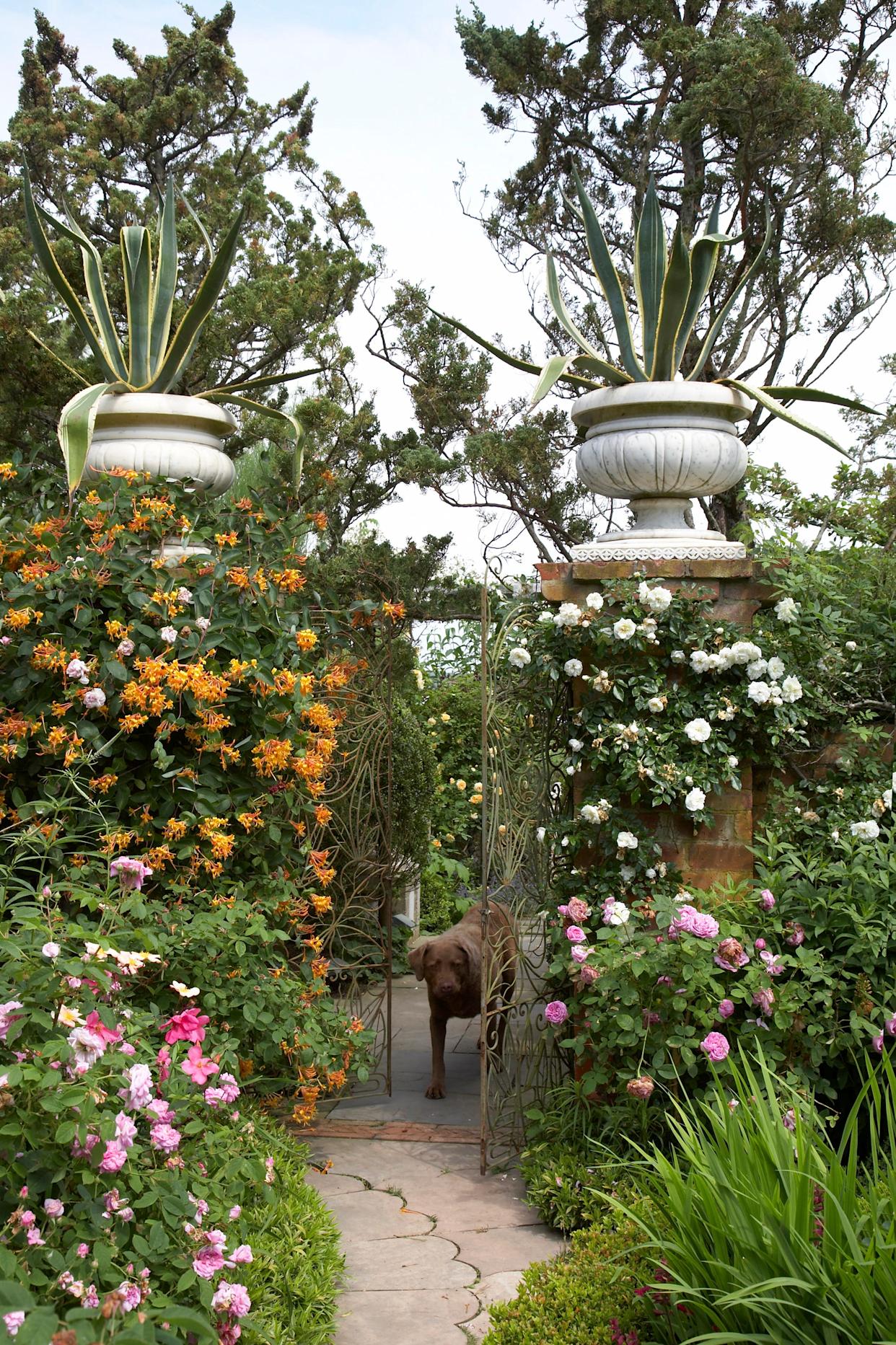 Dog at gated entry into garden