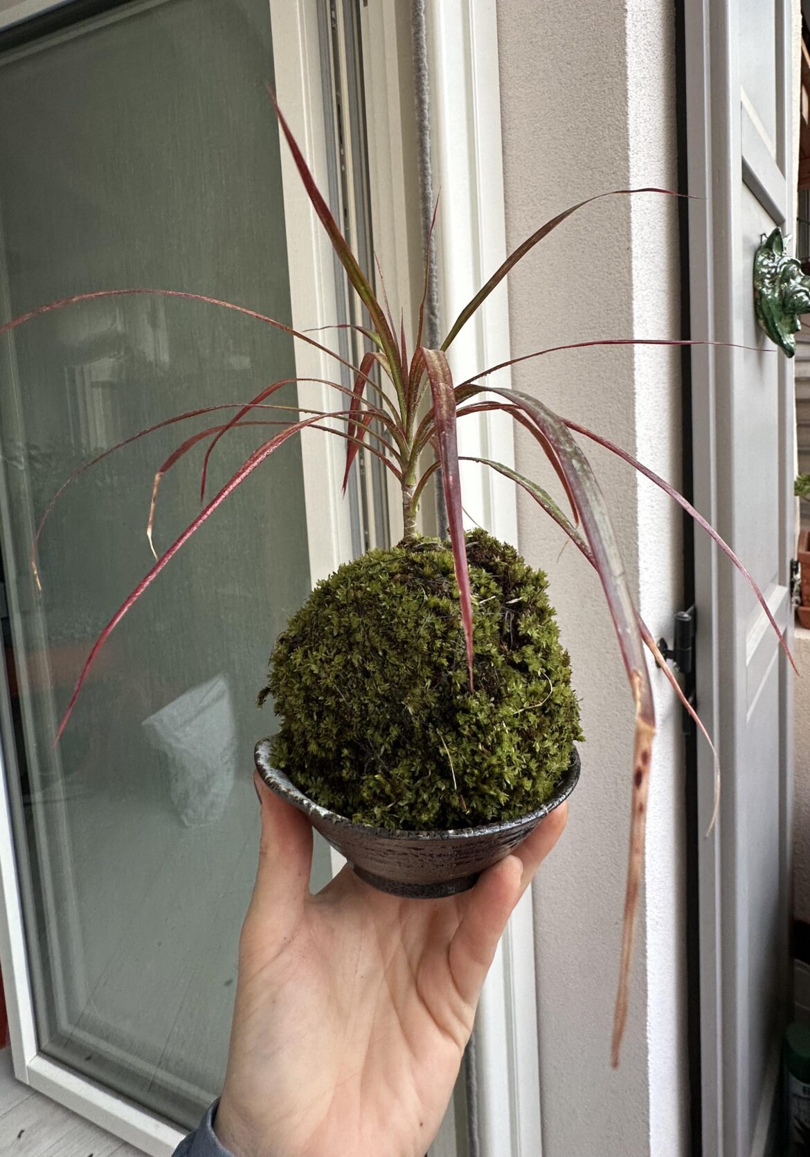 Made my first kokedama!