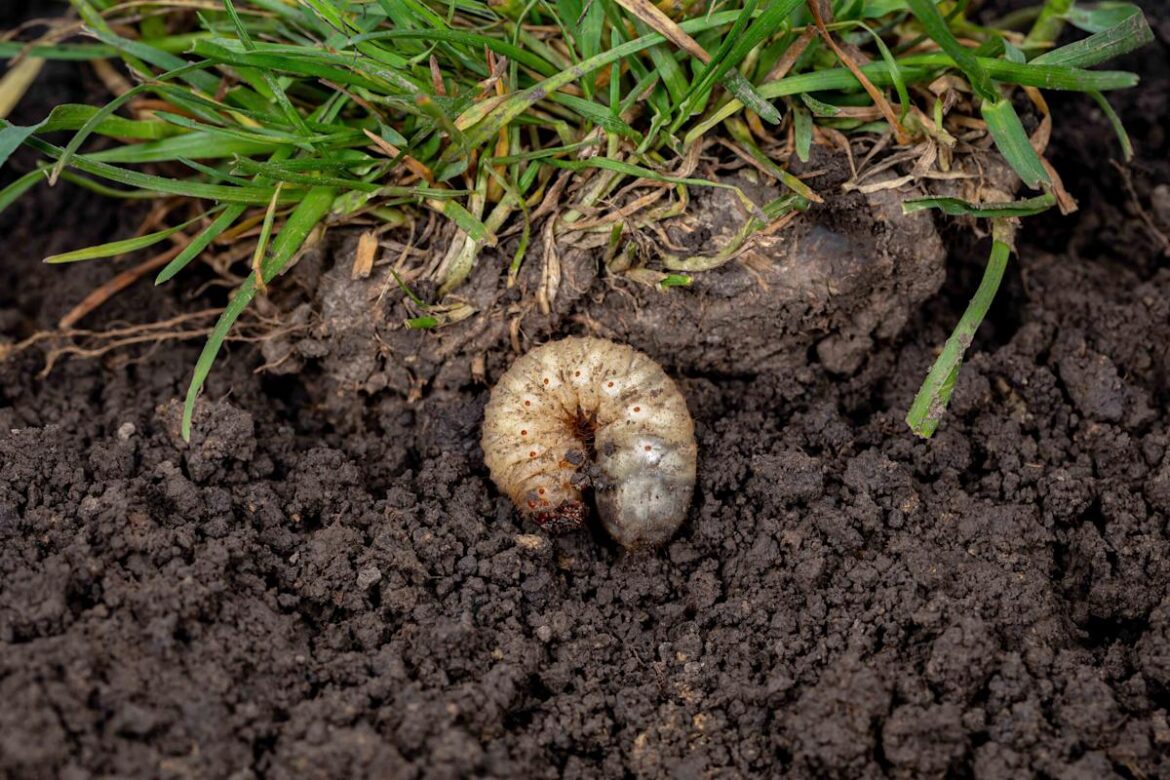 How to Keep Grubs Out of Your Lawn and Garden—Once and for All