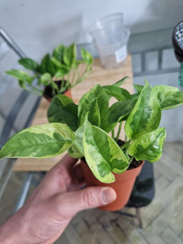 What cultivar is it? Lemon Meringue? Emerald? Europe purchase.