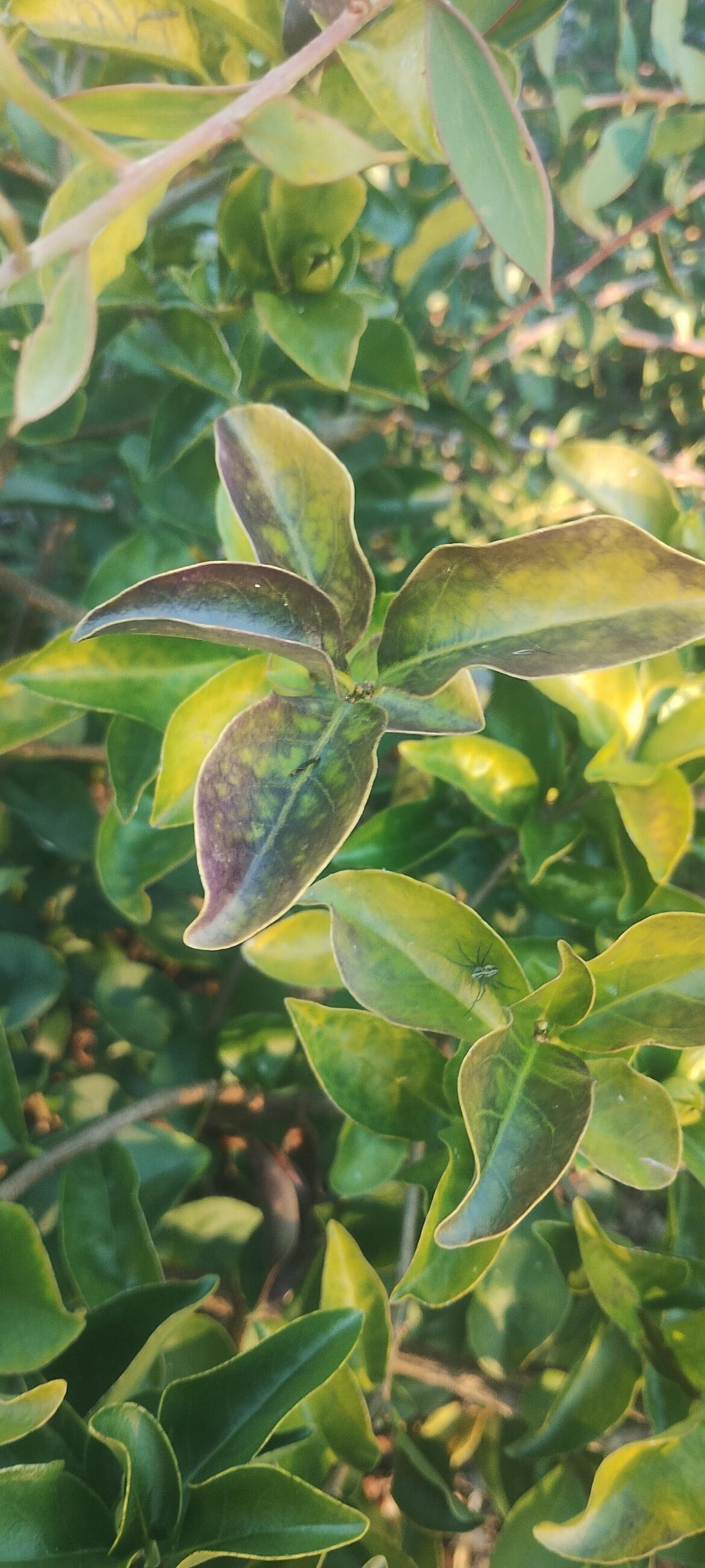 Yesterday, today and tomorrow discolouration